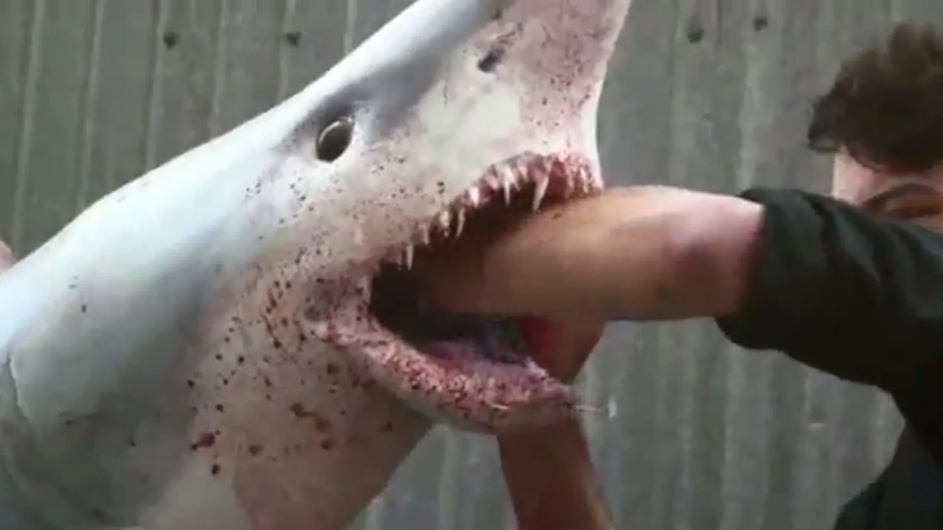Un tiburón «resucita» en una pescadería de Londres