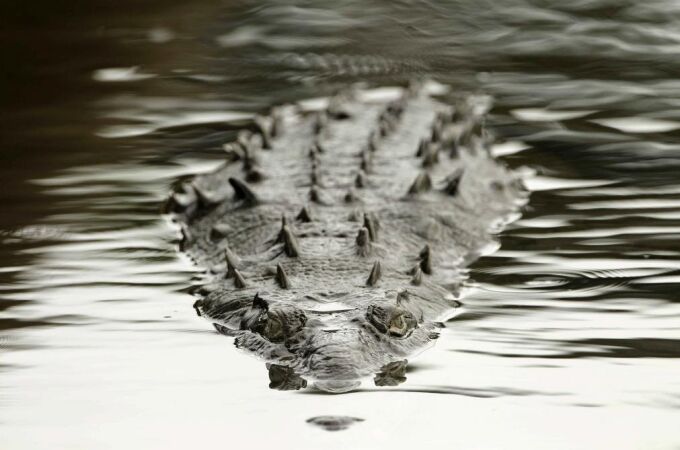 Fotografía del 25 de julio de 2014 de un cocodrilo que habita en gran número en el río Tárcoles, con desembocadura en el Pacífico central costarricense