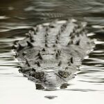 Fotografía del 25 de julio de 2014 de un cocodrilo que habita en gran número en el río Tárcoles, con desembocadura en el Pacífico central costarricense