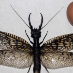 Una libélula gigante con unas enormes pinzas, el insecto más grande del mundo