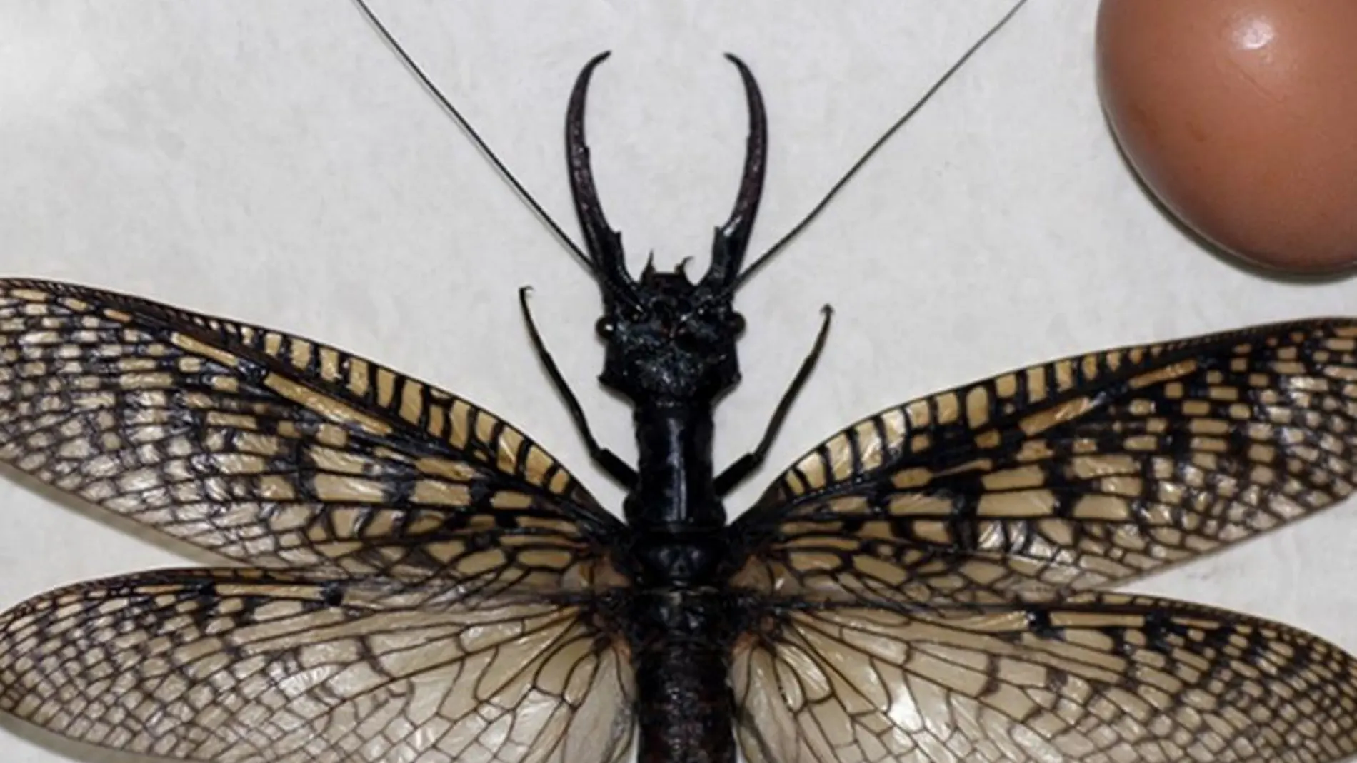 Una libélula gigante con unas enormes pinzas, el insecto más grande del mundo