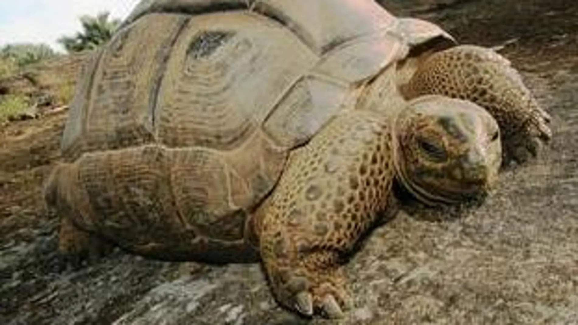 Tortuga gigante aldabra (Aldabrachelys gigantea), introducida en Round Island (Islas Mauricio) para sustituir a la extinta tortuga gigante local