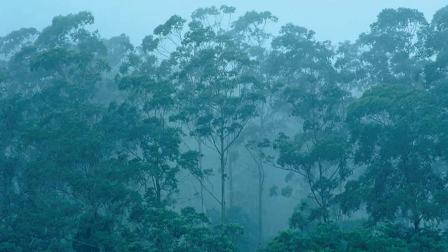 Un bosque en Camerún