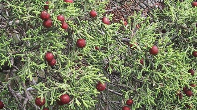 La sabina mora, una reliquia que sólo crece en África... y en Murcia