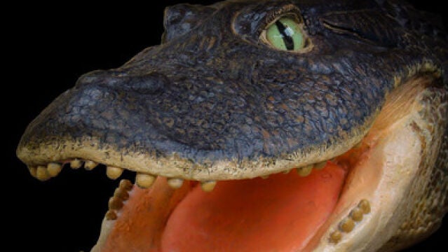Reconstrucción de la cabeza de ‘Gnatusuchus pebasensis’, cocodrilo de 13 millones de años y hocico en forma de pala hallado en la Amazonia peruana