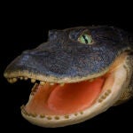 Reconstrucción de la cabeza de ‘Gnatusuchus pebasensis’, cocodrilo de 13 millones de años y hocico en forma de pala hallado en la Amazonia peruana