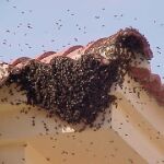 Un hombre sobrevive a cerca de mil picaduras de abeja en Arizona