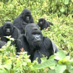 Una familia de gorilas de montaña de la cordillera volcánica de Virunga en la frontera entre Ruanda, Uganda y República Democrática del Congo