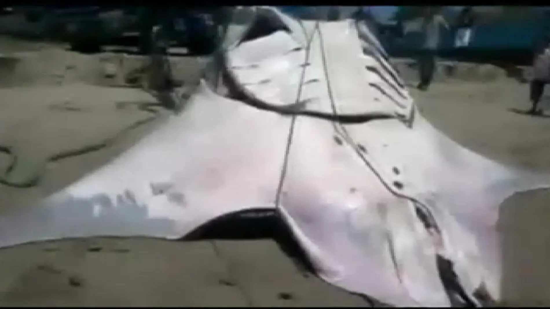 Una mantarraya gigante de 1.000 kilos en Perú