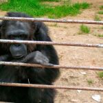 Encuentran muerto en una depuradora al chimpancé huido de un zoo en Mallorca