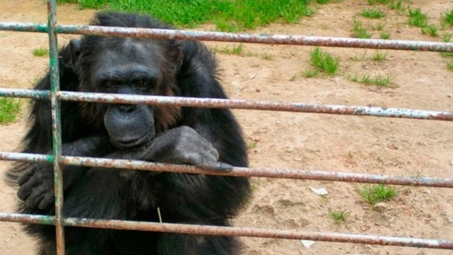 Encuentran muerto en una depuradora al chimpancé huido de un zoo en Mallorca