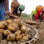 La CE confirma el cultivo ilegal de una patata transgénica en Suecia