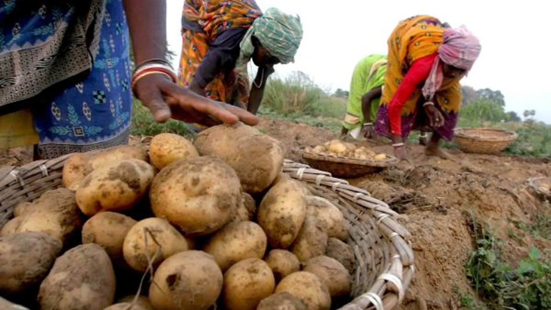 La CE confirma el cultivo ilegal de una patata transgénica en Suecia