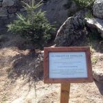 El pinsapo de Ceballos