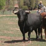 186 toros se lidiarán en la Monumental de Las Ventas en este mes de festejos
