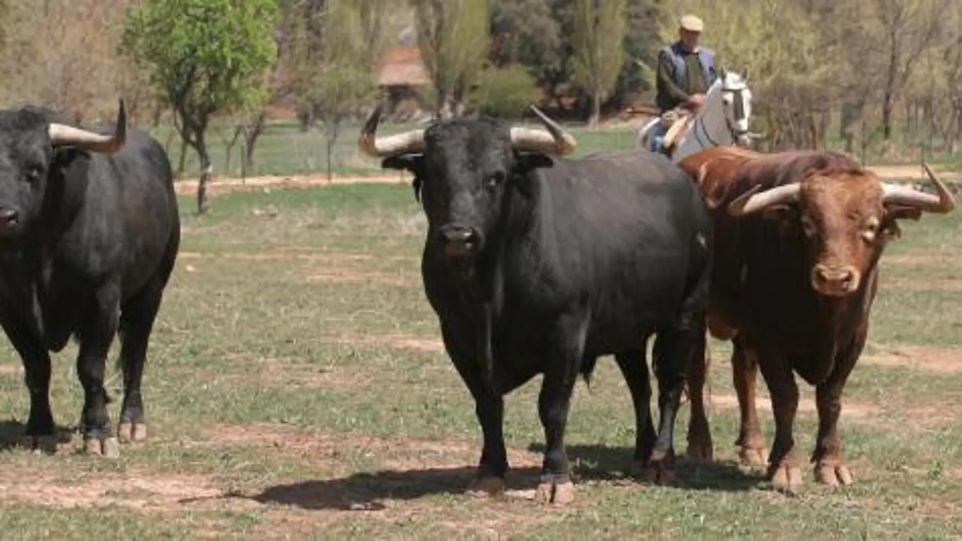 186 toros se lidiarán en la Monumental de Las Ventas en este mes de festejos