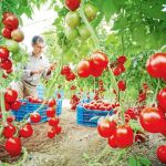 Un agricultor almeriense que colabora con las investigaciones de Bayer