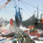 Un gran año de atún rojo, con polémica