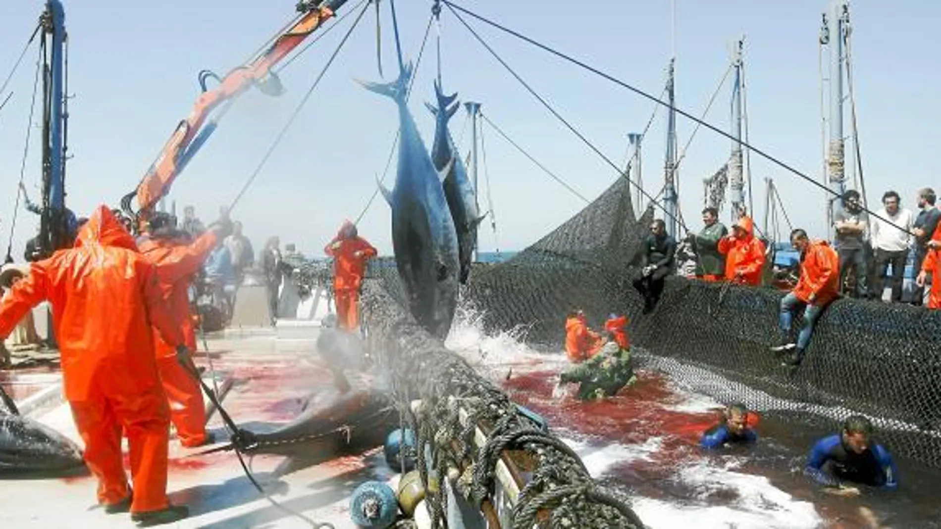 Un gran año de atún rojo, con polémica