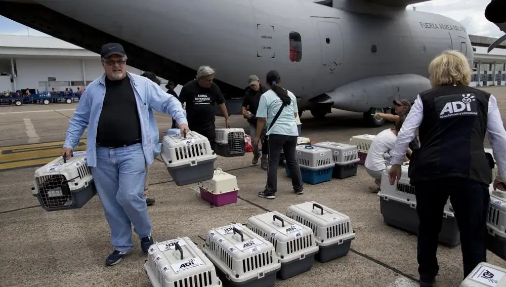 Varios trabajadores cargan las jaulas con monos en un avión militar