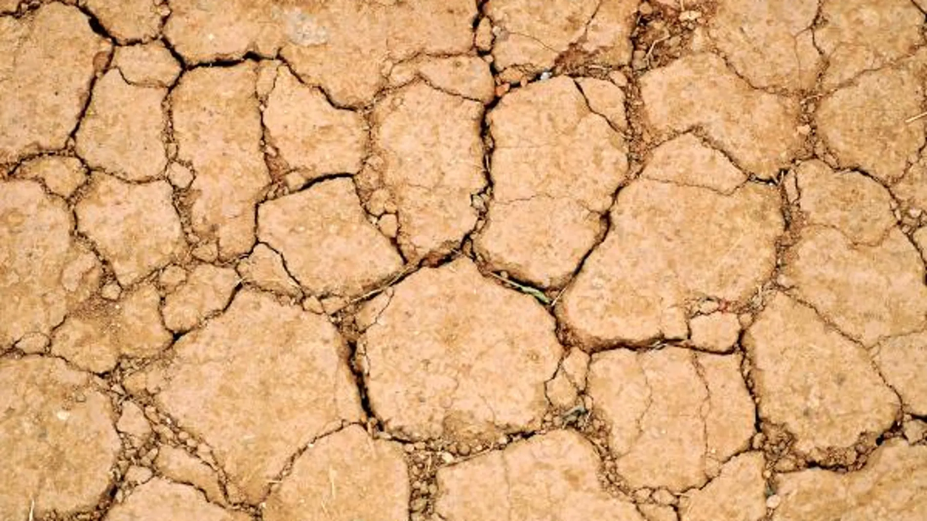 La sequía provoca grandes problemas en el sur de la Comunitat