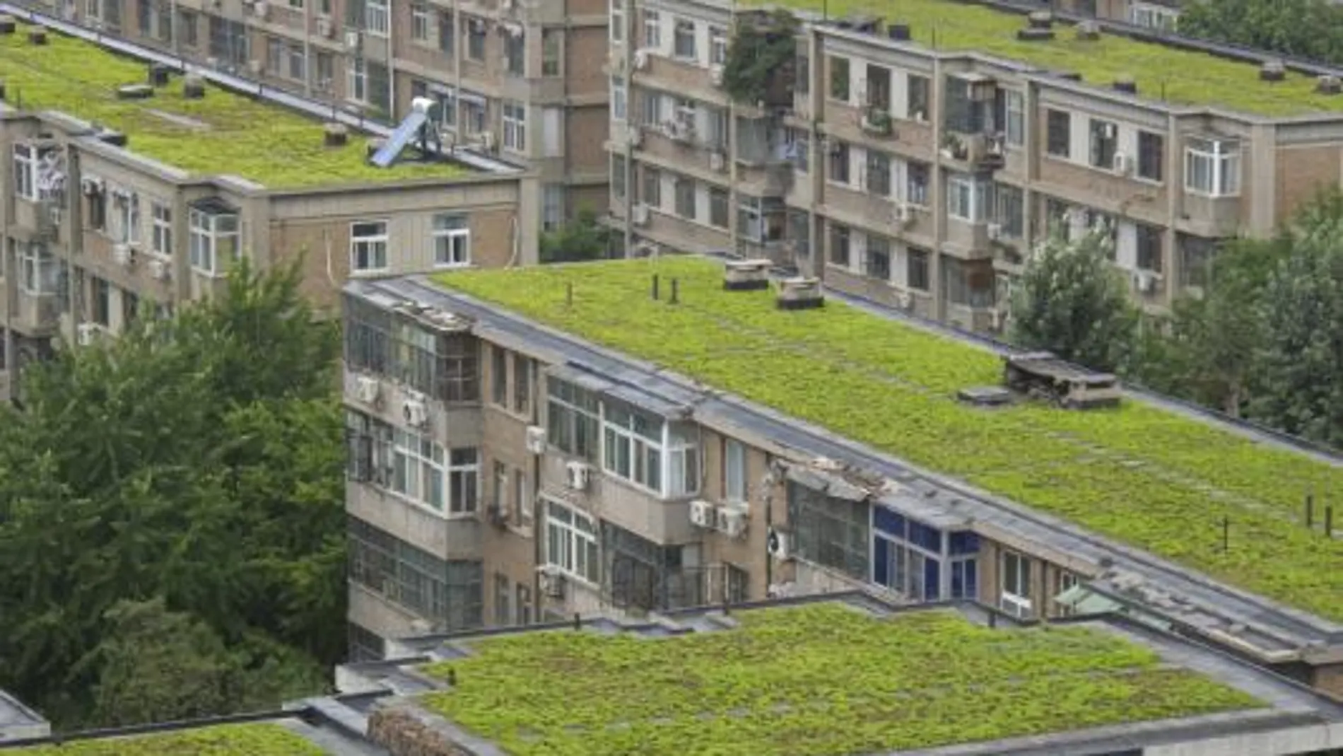 Los tejados de varios edificios residenciales y hospitalarios de Pekín (China) aparecen cubiertos de césped en una medida para ahorrar energía en la capital. Fuente: EFE