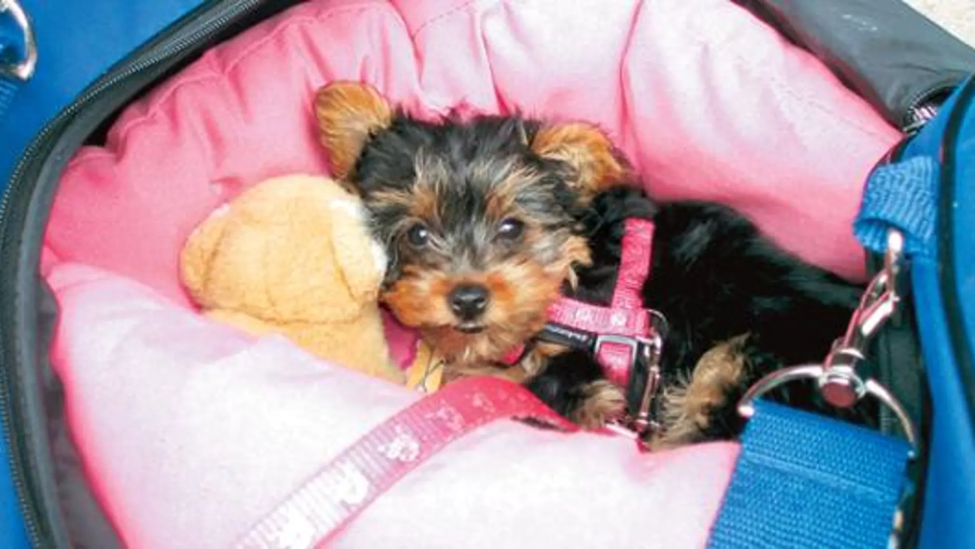 La pequeña Kiku, disfrutando de una cómoda siesta en la bolsa de su dueña.