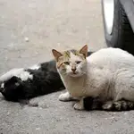  Las dificultades de ser un gato callejero