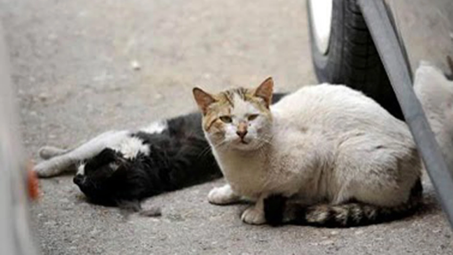 Las dificultades de ser un gato callejero