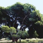 Un millón de árboles: El Pino de Santi, refugio de Luis Candelas