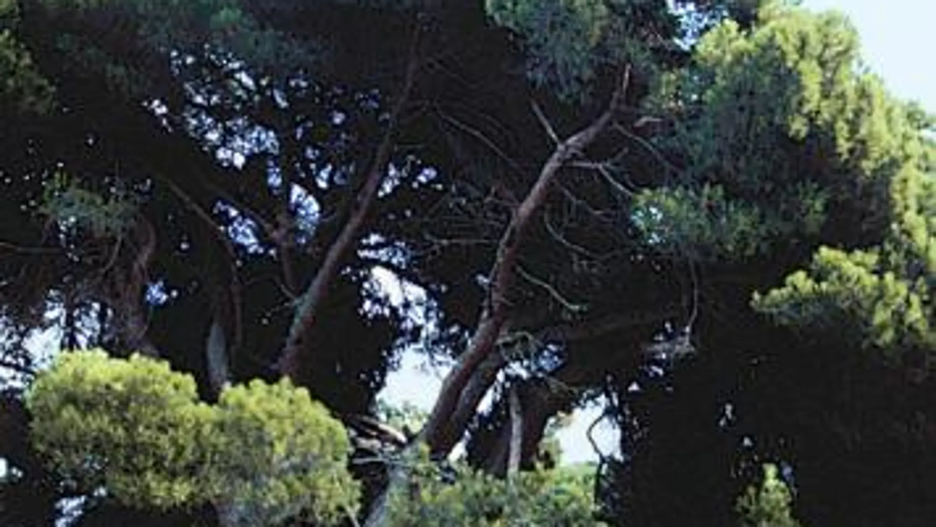 Un millón de árboles: El Pino de Santi, refugio de Luis Candelas