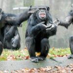 Los chimpancés, como los gorilas o los orangutanes, ya no serán utilizados como «conejillos de Indias» en la Unión Europea