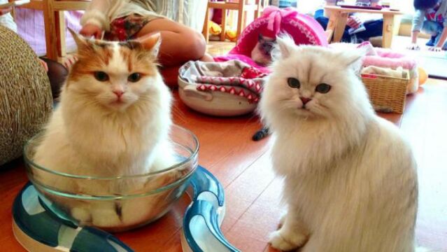 En «La Gatería», los visitantes pueden tomar un café en compañía de los felinos