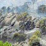 Imagen de los árboles de la Sierra del Molino, calcinados por el efecto abrasador del fuego