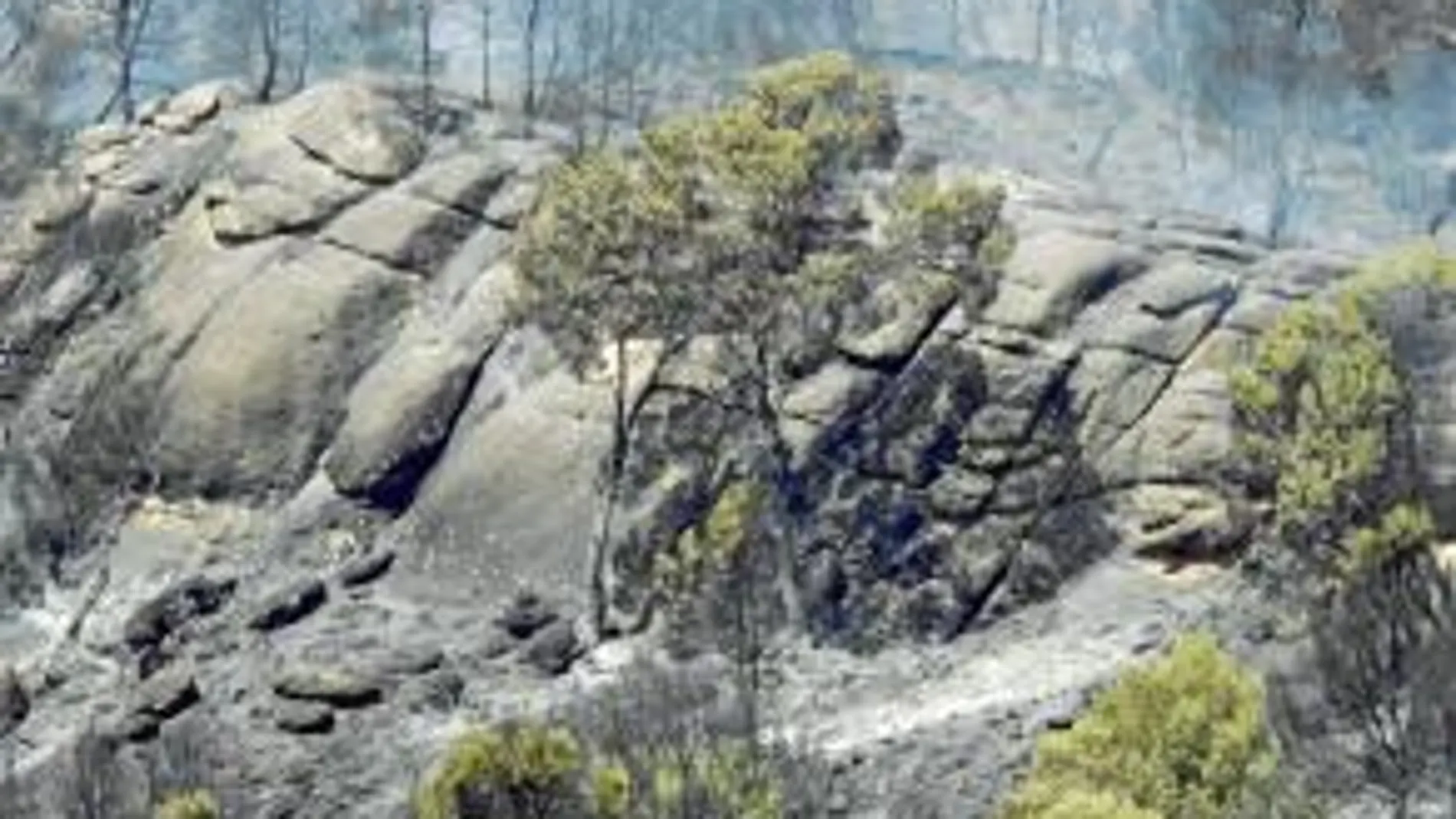 Imagen de los árboles de la Sierra del Molino, calcinados por el efecto abrasador del fuego