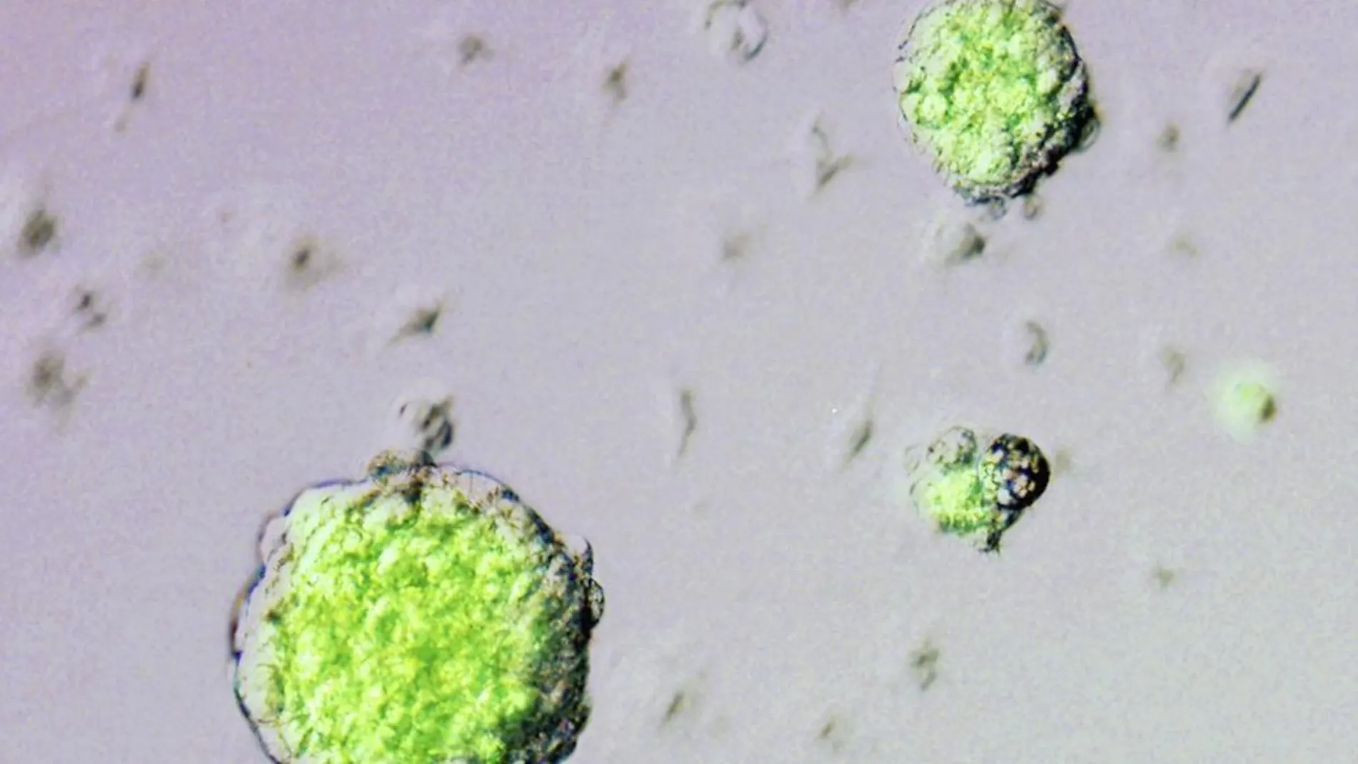 El estudio publicado en Nature ofrece una nueva alternativa de las células pluripotentes