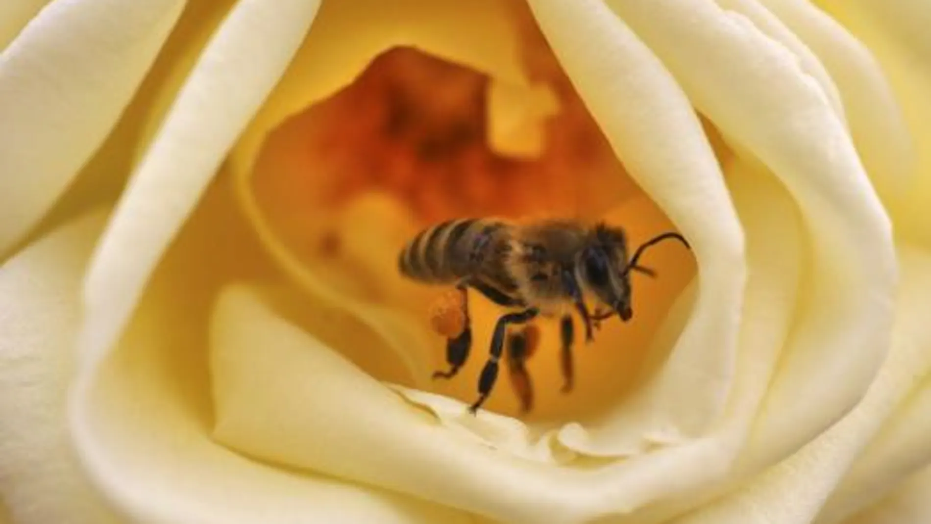 Descubren en España una avispa asiática que devora abejas