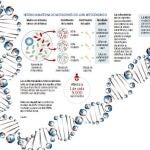 Manipulan el ADN para erradicar enfermedades hereditarias