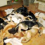 Las instalaciones de Puerto Real cerraron en 2007, cuando se encontraron cuerpos de animales hacinados