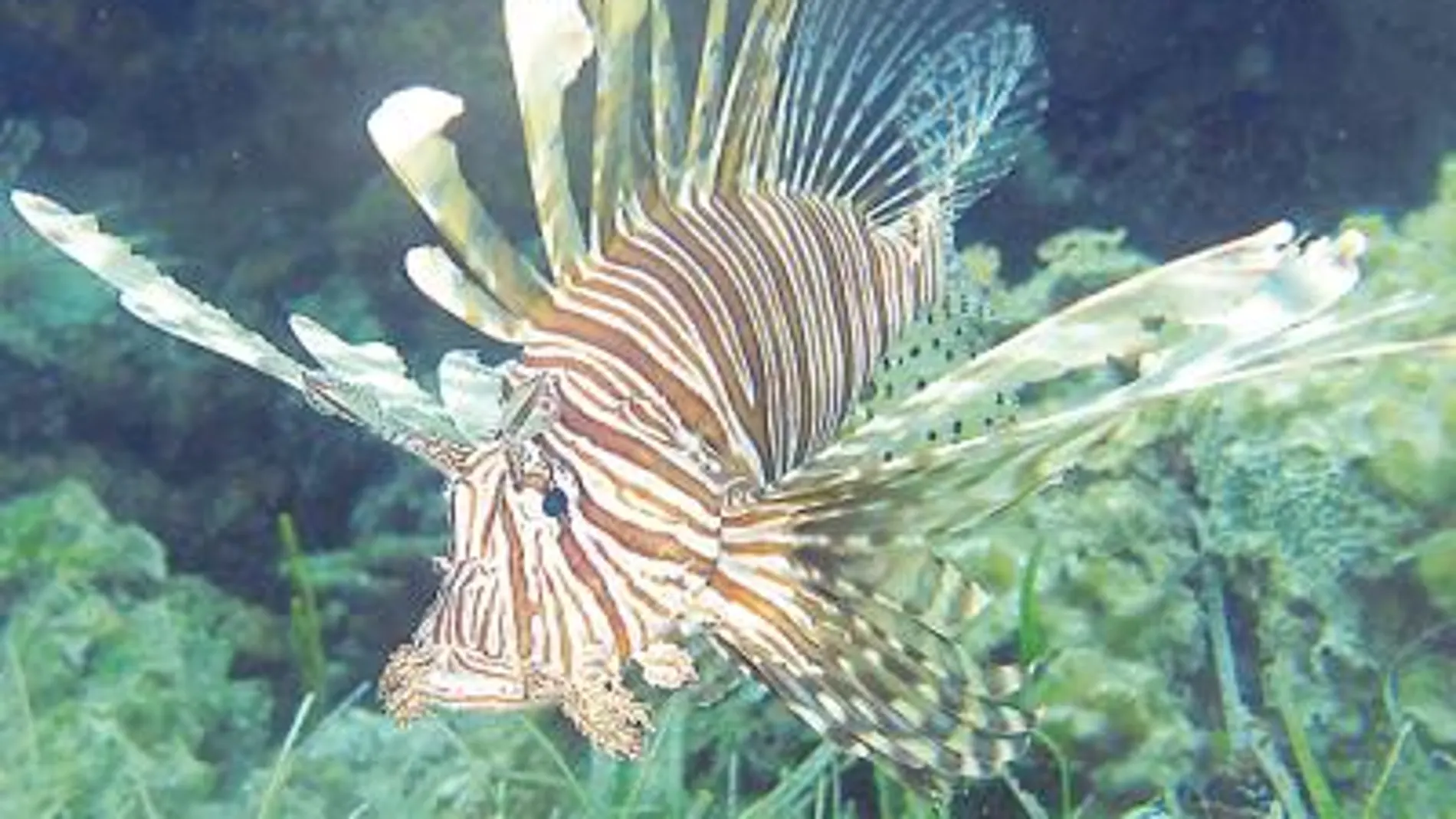 ¿Cómo acabar con las especies invasoras? Cómaselas