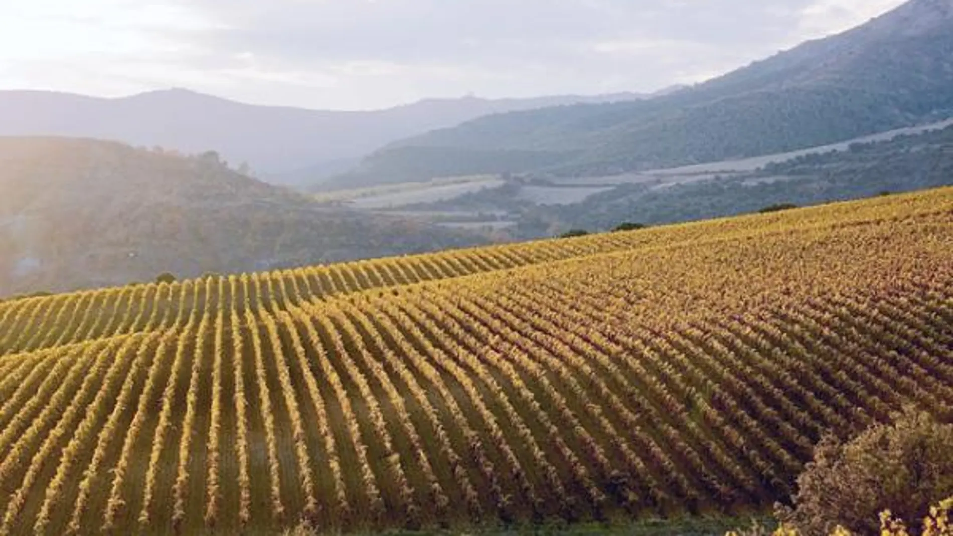 Un vino con menos impacto ambiental