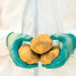 Japón multiplica con ultrasonidos los antioxidantes de la patata