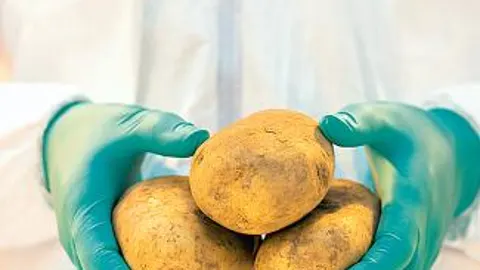 Japón multiplica con ultrasonidos los antioxidantes de la patata