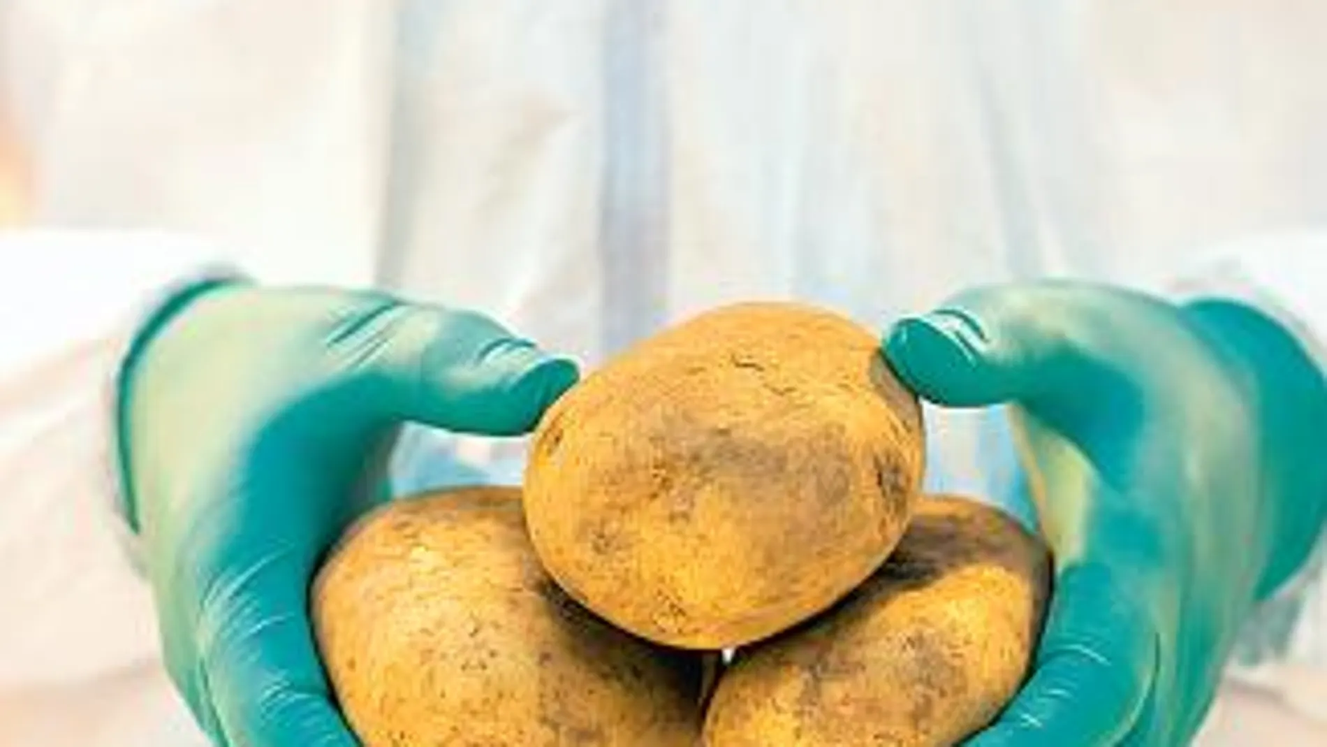 Japón multiplica con ultrasonidos los antioxidantes de la patata