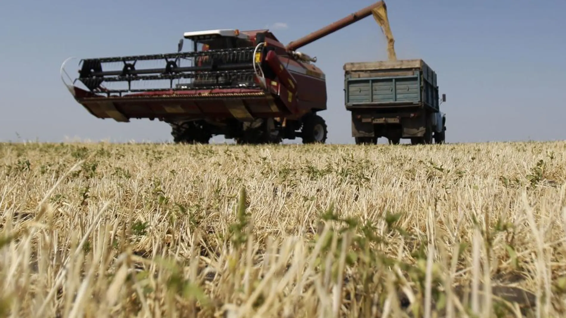 Plantación de maíz en Rusia