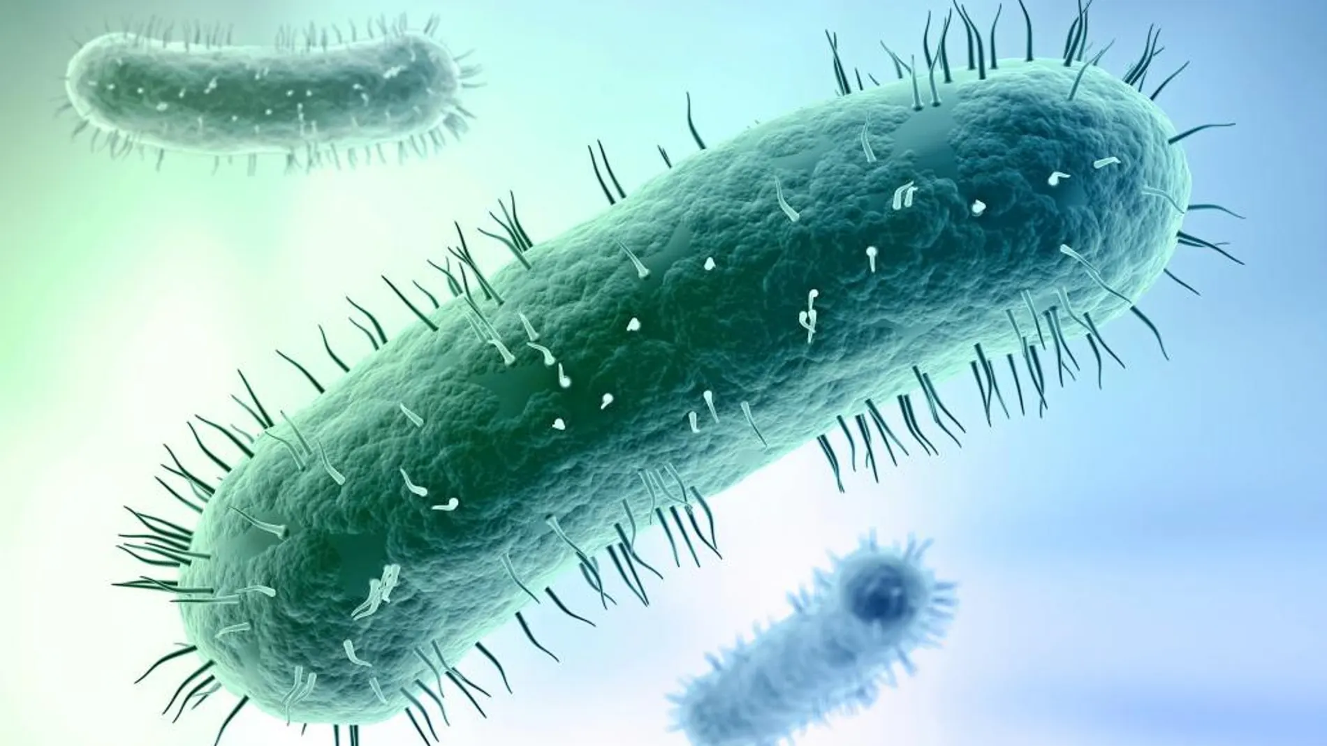 «Rebobinar» a las bacterias