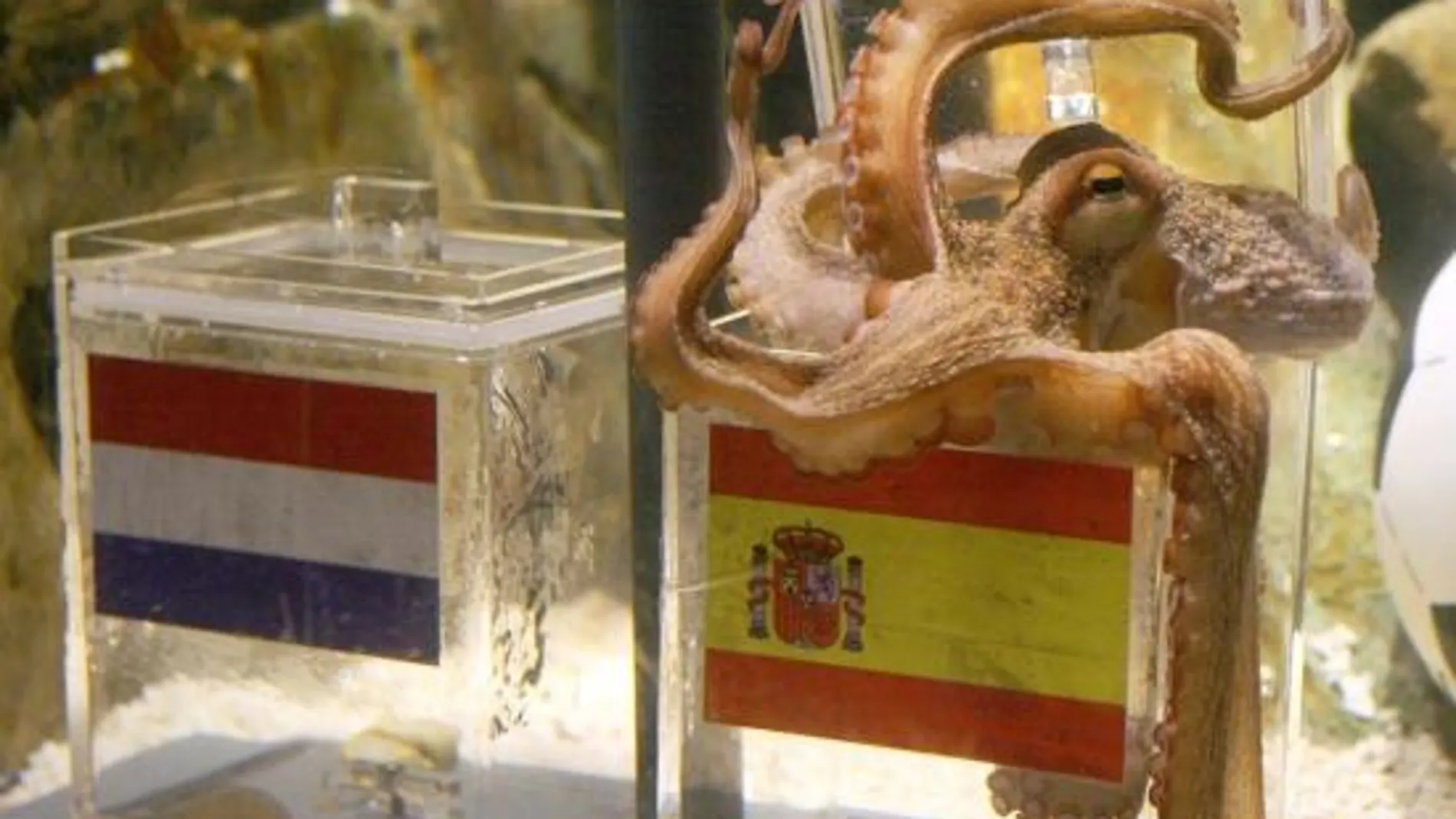 La última aparición pública del pulpo Paul