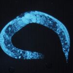 Lombriz Caenorhabditis Elegans