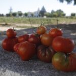 La Policía alerta del robo de 600 kilos de tomates no aptos para consumo