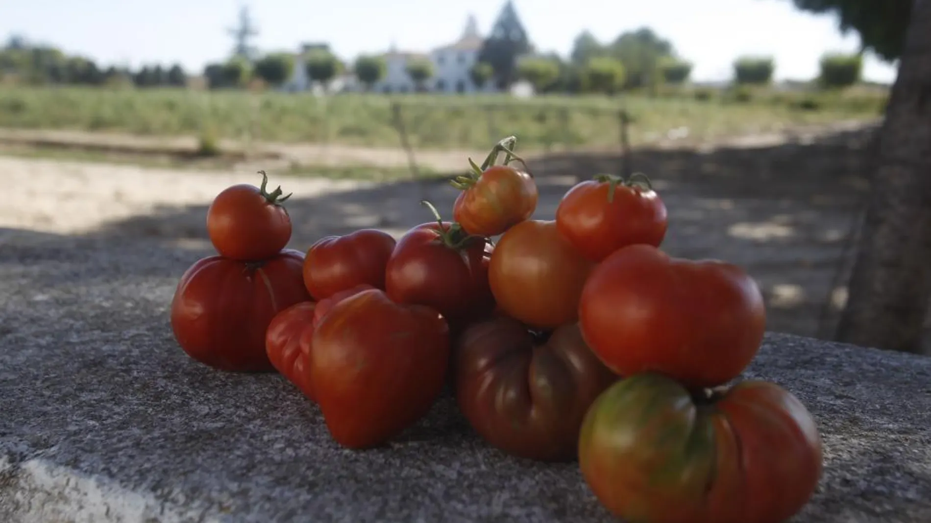 La Policía alerta del robo de 600 kilos de tomates no aptos para consumo